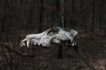 skeleton of a dead tree