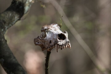 Fox's skull 