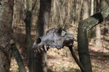 Fox's skull on the tree