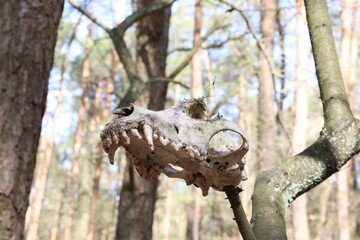Fox's skull in the forest