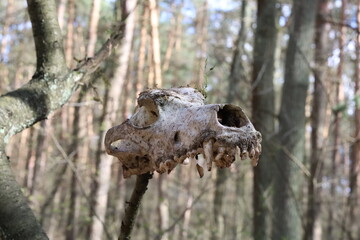 Fox's skull in the wood