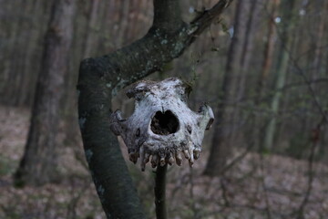 Fox's skull in the woods