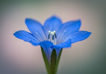 Blue beautiful flower on a beautiful toned blurred background