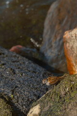 Small bird standing on a moss-covered rock by the edge of the water. The bird is a Dunlin (Calidris alpina), a common shorebird in Estonia. Rocky shore and gently rippling waterin the background