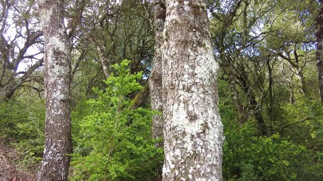 Sunlight filters through the canopy, illuminating the textured bark and vibrant green undergrowth. Ayegui, navarre, spain