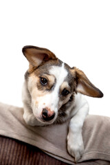 cute brown white colored mongrel dog is lying on a couch
