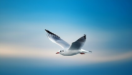 Obraz premium seagull in the sky