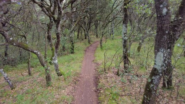 Tranquil journey along a winding dirt path amidst a serene oak forest. Ayegui, navarre, spain