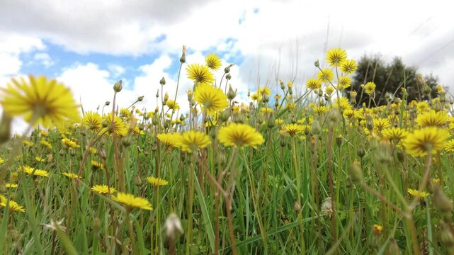 Meadow full of yellow dandelion (Taraxacum officinale) flowers under a slightly cloudy sky. Ayegui, navarre, spain