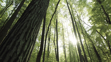 Obraz premium Tall forest trees reaching upward with sunlight filtering through dense canopy. Low angle view of green woodland with sun rays creating magical atmosphere and natural light beams in forest environment