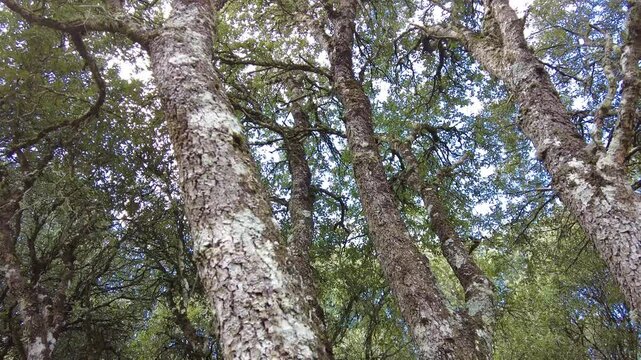 Sunlight filters through the canopy of a dense oak forest, illuminating the textured bark and vibrant green foliage. Ayegui, navarre, spain