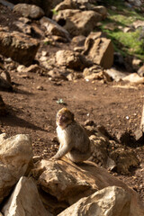wild monkeys in the forest of Morocco