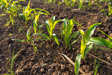 Young corn plants growing in cultivated agricultural field.