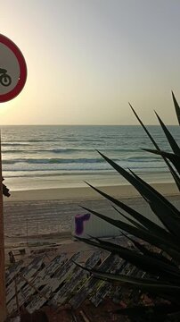 Palm trees, sunset view, Landscape view of palm trees and aloe bush, Exotic Palms and sunset scenery, vertical screen