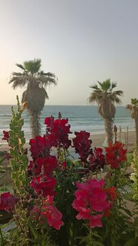 Palm trees and tropical flowers, blue sky, Summer day, Landscape view of palm trees and teras, Exotic Palms and blue sky scenery, vertical screen