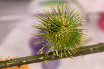 Close-up of green prickly burdock isolated on a branch on blurred background. 