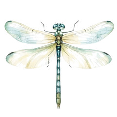 A watercolor painting of damselfly, isolated on a white background. Damselfly vector


