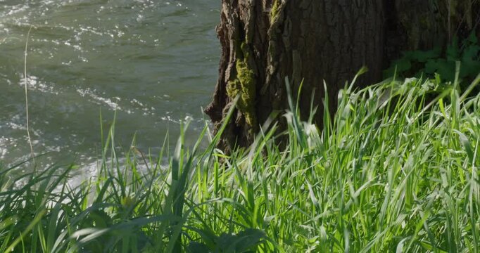 Grass and tree in front of a river, with wind, static shot ; 4k 25fps