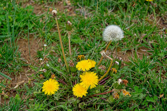 Dandelion plant in stages