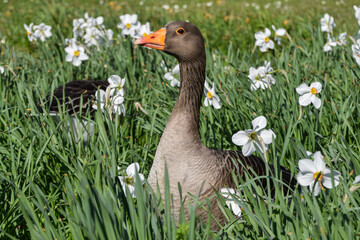 A greylag goose stands among flowers in a park