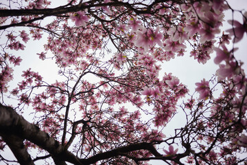 The blooming magnolia tree