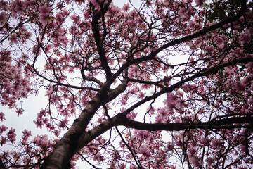The blooming magnolia tree