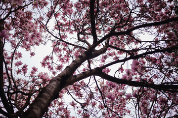 The blooming magnolia tree