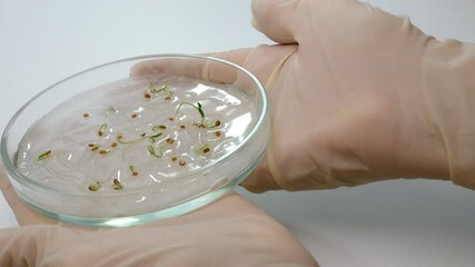 biologist's hands hold a petri dish with samples of sprouted tomato seeds. Sprouts germinate in a humid environment. selection, study and selection of best tomatoes grown in a biological laboratory - Powered by Adobe