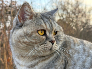 Cat tomcat cheeks. © OLENA LIALINA