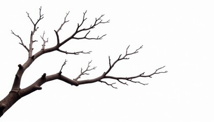 Obraz premium Thick Grey branch isolated against white background, robust, brown