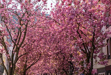 Naklejka premium Kirschblüte in Bonn