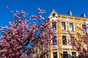Kirschbl&uuml;te in Bonn
