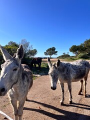 Fototapeta premium donkey in the farm