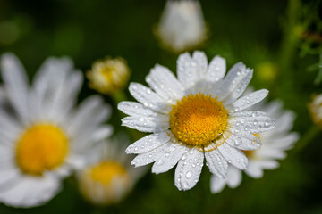 Fototapeta premium Snow-white chamomile in drops of water after rain