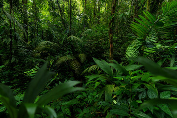 Lush green jungle with dense trees and plants in a tropical environment