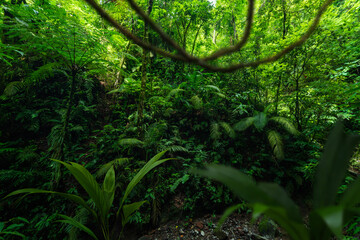 Lush green jungle with dense trees and plants in a tropical environment