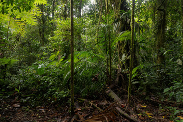 Lush green jungle with dense trees and plants in a tropical environment