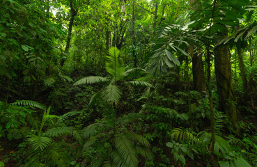 Fototapeta premium Lush green jungle with dense trees and plants in a tropical environment