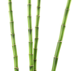 Fototapeta premium Beautiful green bamboo stems isolated on white