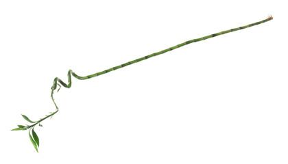 Beautiful green bamboo plant isolated on white