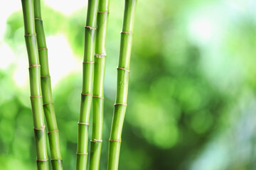 Obraz premium Decorative bamboo stems on blurred green background, closeup. Space for text