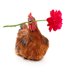 Chicken with a red rose.