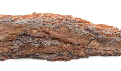 A piece of tree bark is damaged by a scab.