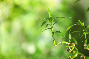 Green bamboo stems with leaves on blurred background, closeup. Space for text