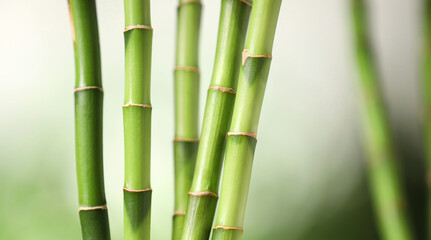 Fototapeta premium Green bamboo stems on blurred background, closeup