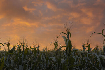 Corn field in the evening light. 3D Rendering