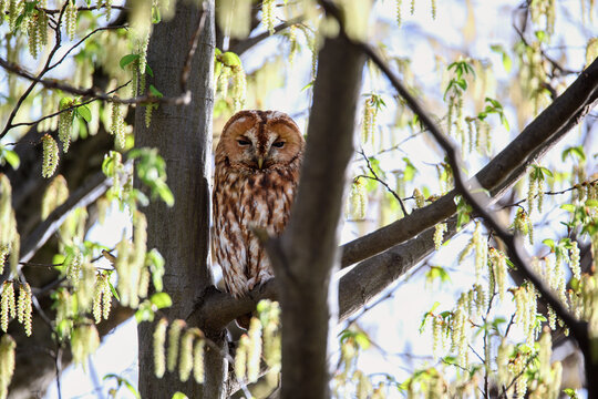 Tawny owl (Strix aluco) resting on a tree branch in spring forest, surrounded by blooming catkins and fresh green leaves, peaceful wildlife scene in natural habitat