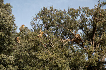 wild monkeys in the forest of Morocco