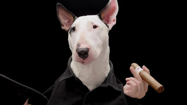 A Bull Terrier poses in a formal black suit holding a cigar against a dark  background. The dramatic and refined setup emphasizes the dog bold and  sophisticated appearance