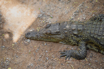 Close up portrait of Nile Crocodile (Crocodylus niloticus) near a pond on a sunny summer day. Fuerteventura, Canary Islands, Spain.
